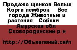 Продажа щенков Вельш Корги пемброк  - Все города Животные и растения » Собаки   . Амурская обл.,Сковородинский р-н